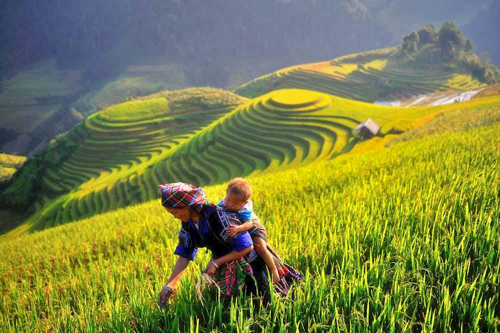 Mù Cang Chải
